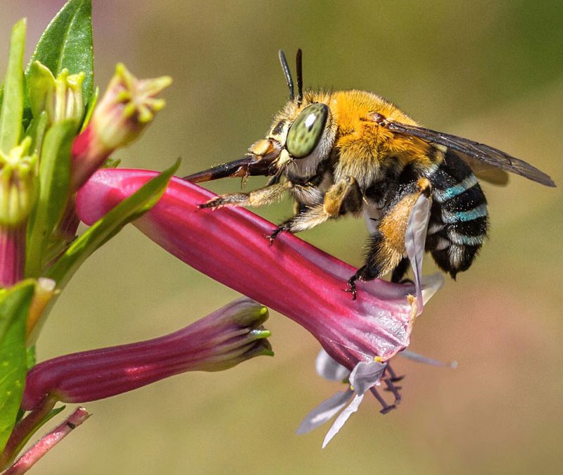 Female Bluebanded Bee feeding