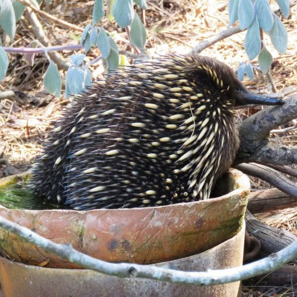 An echidna in Blackwood