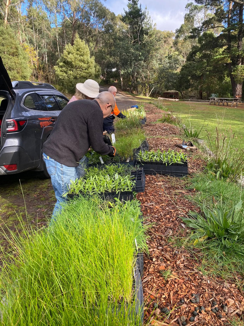 Blackwood & Barry's Reef Landcare Group planting a native garden bed at the mineral springs