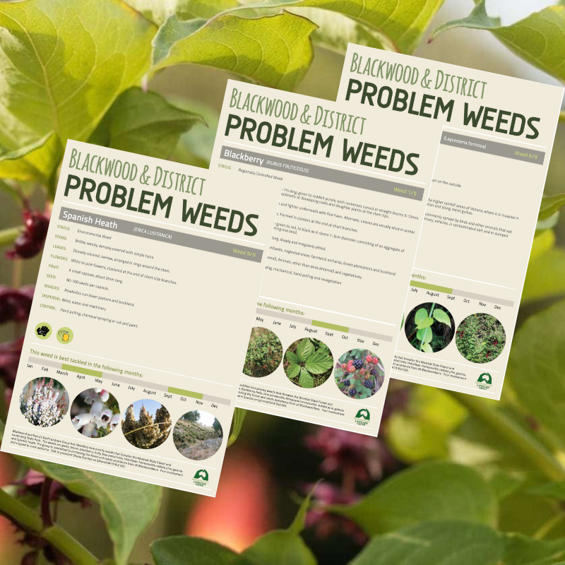 images from Problem weeds booklet