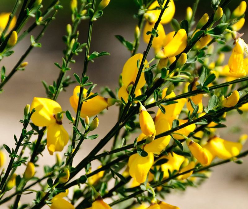 Broom weed in flower