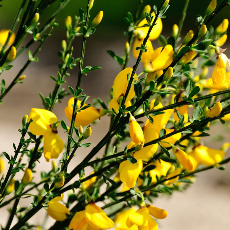 Broom weed in flower