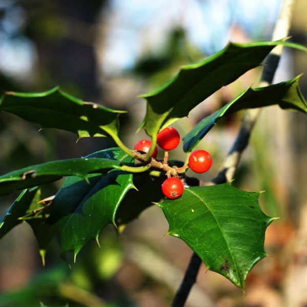 Holly leaves and berries