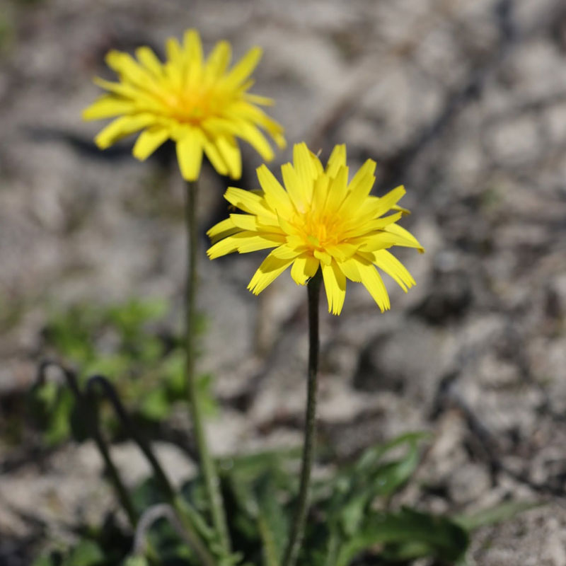 Image of 2 Myrnong (yam) daisies