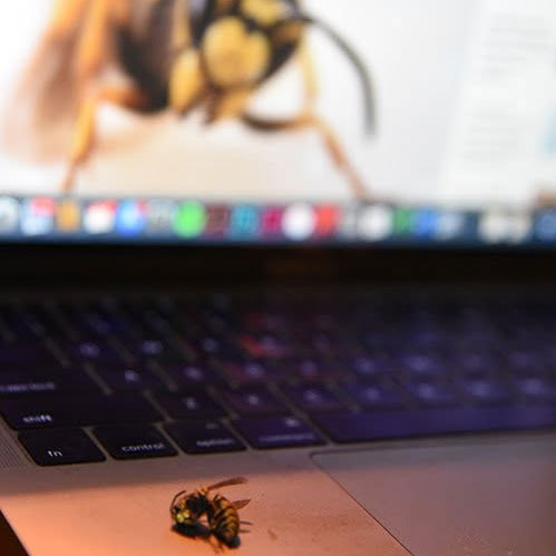 War on Wasps: image of a dead wasp infront of a computer with a wasp on the screen